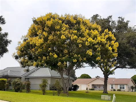 Beautiful Golden Rain Tree In Ocala Ocala
