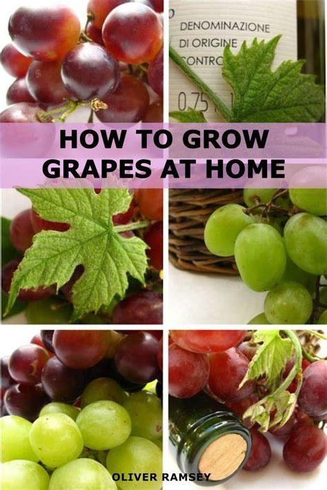 How To Grow Grapes At Home Dummies Guide To Growing Grapes From Seeds