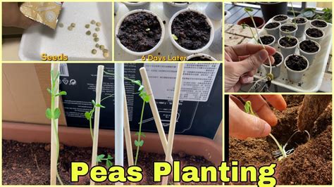 Snap Peas Planting From Seeds And Transplanting केराउकोबिउ रोप्दै Youtube