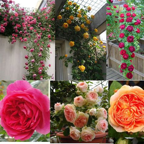 2018 Crown Red Climbing Rose Climbing Roses Chinese Rose Seedlings Potted Plants When Flowering