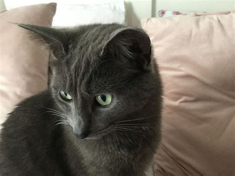 A Gray Cat Sitting On Top Of A Bed Next To Pillows