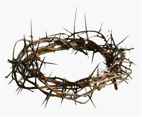 Thorns Transparent Png Crown Of Thorns Transparent Background Png