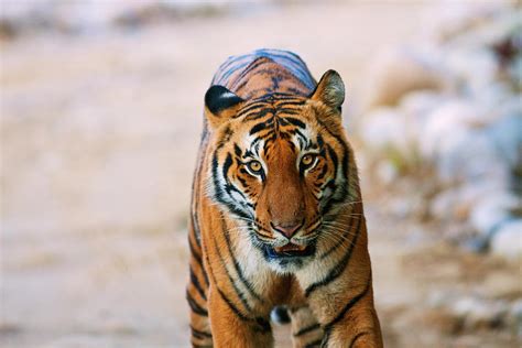 Royal Bengal Tiger Male Photograph By Jagdeep Rajput Pixels