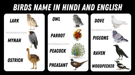 Birds Name In Hindi And English पक्षियों के नाम हिंदी साहित्य चैनल