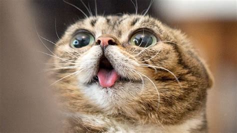 Best Funny Cats Compilation รวมคลิบตลกแมวที่ดีที่สุด ฮาที่สุด แมว
