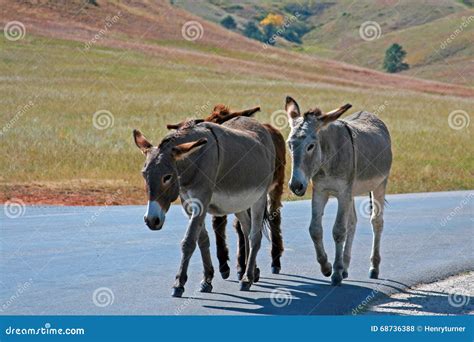 Wild Donkey Herd In Custer State Park In The Black Hills Of South