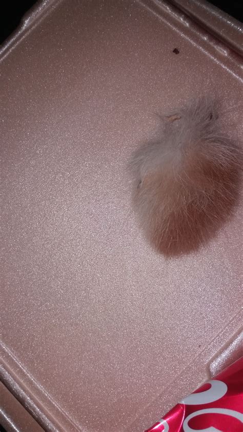 Hello My Cats Tip Of His Tail Fell Off And I Have No Idea What This Is