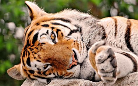 Cute Tiger Wallpapers Wallpaper Cave