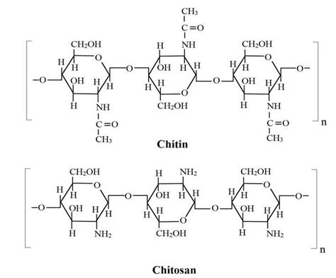 Segments Of Chitin And Chitosan Polymers Chitin Is Represented By Download Scientific Diagram