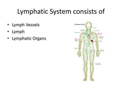 Lymphatic System Drbeckmann