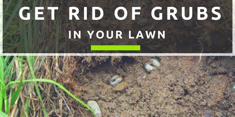 Getting Rid Of Grubs In Your Lawn