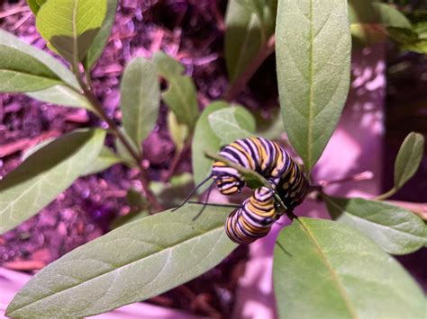 Monarch Caterpillars Munching Milkweed Leaves Planters Place