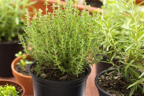 8 Perennial Herbs You Can Plant Once And Enjoy For Years Gardening Sun