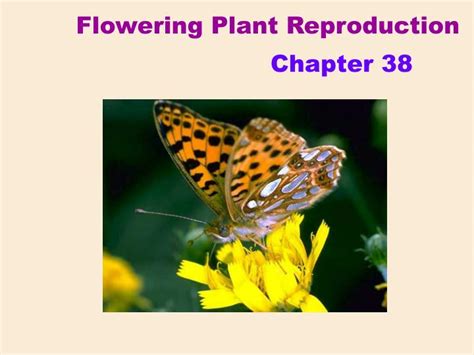 Ppt Flowering Plant Reproduction Powerpoint Presentation Free