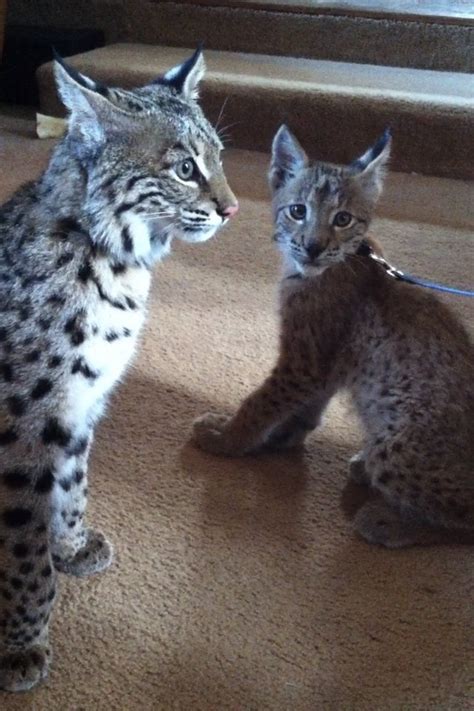 A Bobcat And Siberian Lynx Kitten Meet For The First Time To Play Aww
