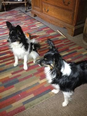 We raise f1 labradoodle puppies in nw missouri. AKC Papillon Puppies for Sale in East Saint Louis ...