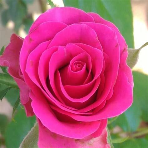 Rosa Pink Peace Rose Pink Peace In Gardentags Plant Encyclopedia