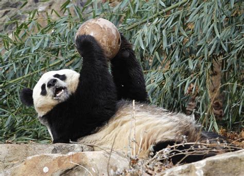 Giant Panda Cub Born At National Zoo