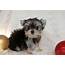 Pictures Of Morkie Puppies / Poppy  Adorable Female Puppy