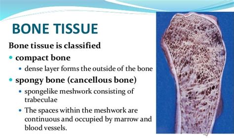 Histology Of Bone