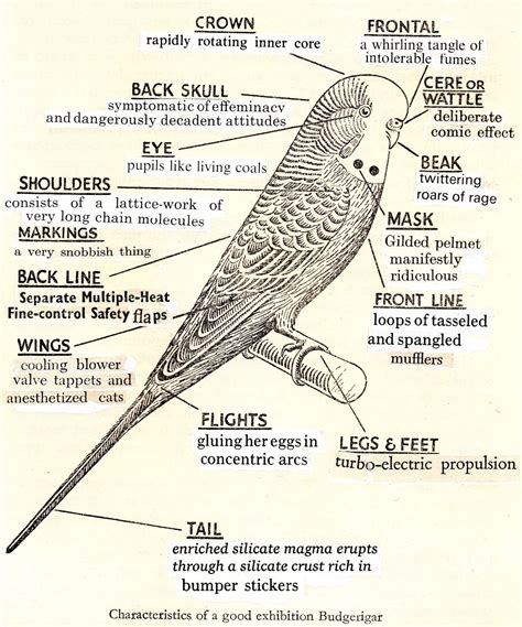 Curios Things Budgie Facts