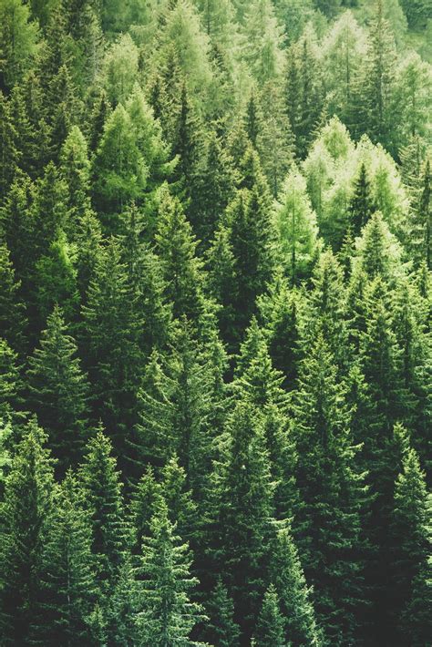 Download Mobile Wallpaper Forest Top Tops Trees View From Above