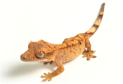 Crested Gecko Rhacodactylus Ciliatus Facts And Pictures
