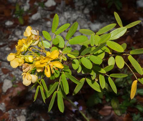 Senna was included by linnaeus in the cassia plant family senna angustifolia but is now classified with the legumes in the family fabaceae. Senna mexicana var. chapmanii (Chapman's Wild Sensitive Plant)
