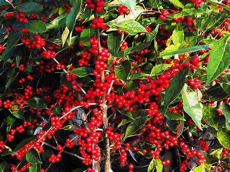 Red Sprite Winterberry Holly For Sale Online The Tree Center