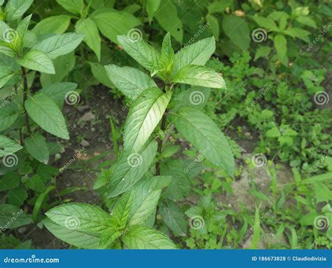 Peppermint Plant Mentha Piperita Stock Photo Image Of Pepper Plant