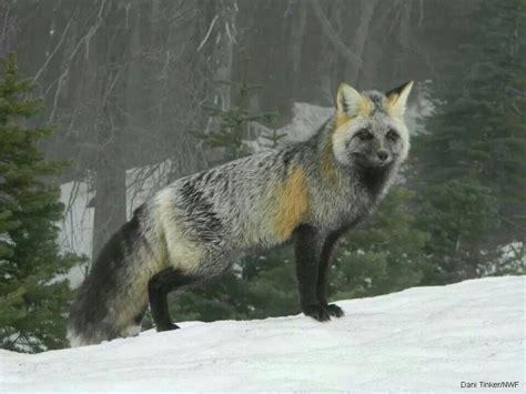 Cascade Red Fox