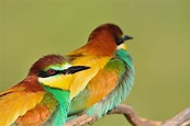 Native Birds Of Germany - WorldAtlas