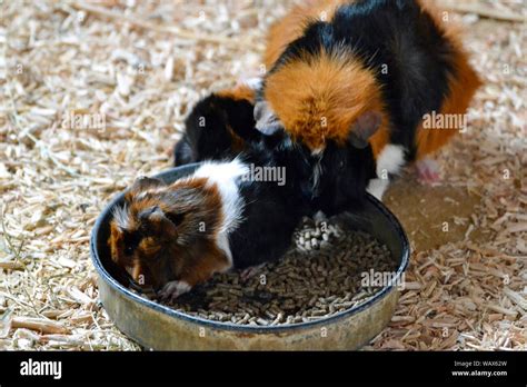 Baby Guinea Pig With Mother Guinea Pig At Cotswold Wildlife Park