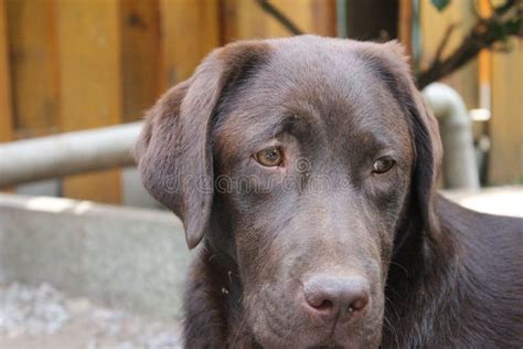 Chocolate Color Labrador Retriever Labrador Puppy Portrait Close Up