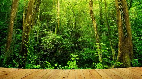 Tropical Forest Wallpaper 51 Pictures