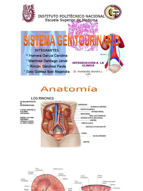 Aparato Genitourinario Urología Anatomia Animal
