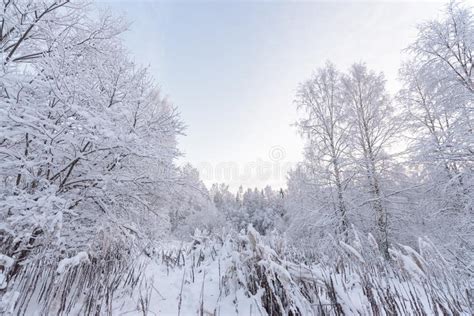 Sunrise In The Winter Forest Finland Stock Image Image Of Winter