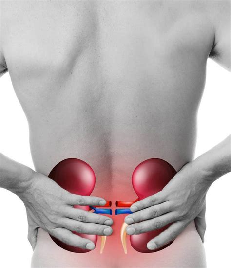 Debido al espacio ocupado por el corazón, el pulmón derecho es más grande que su homólogo izquierdo. 9 síntomas de infección de riñones en las mujeres - cómo ...