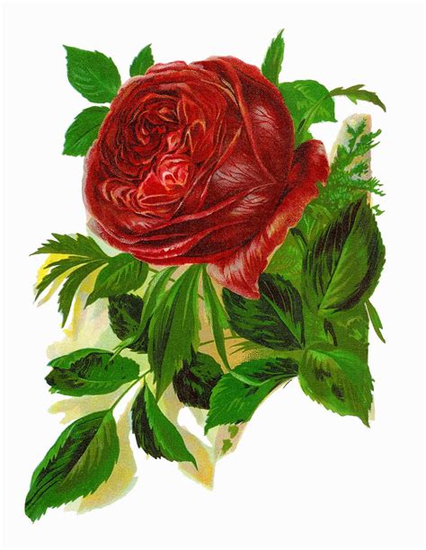 Antique Images Free Digital Red Rose Clip Art Printable
