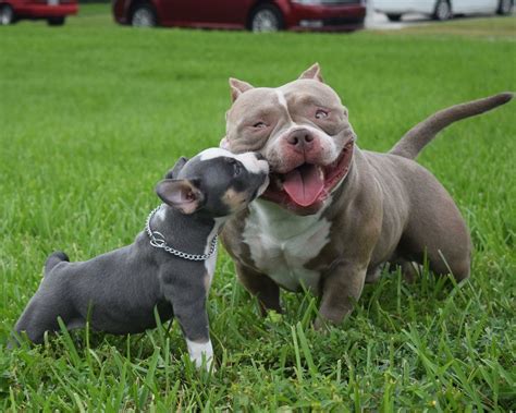 Your bully is considered a puppy from 8 weeks to 6 months, to ensure the proper growth and health of your puppy, follow these tips. Louis V Line's VENOM with 7 week old daughter - TEXAS SIZE ...