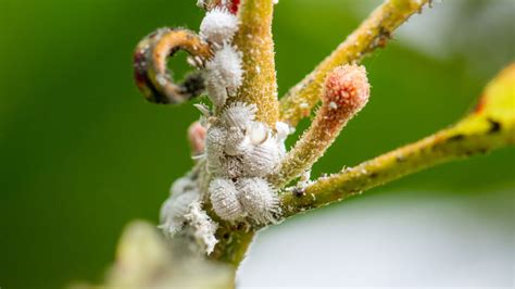 How To Get Rid Of Mealybugs On Your Plants Or In Your Soil