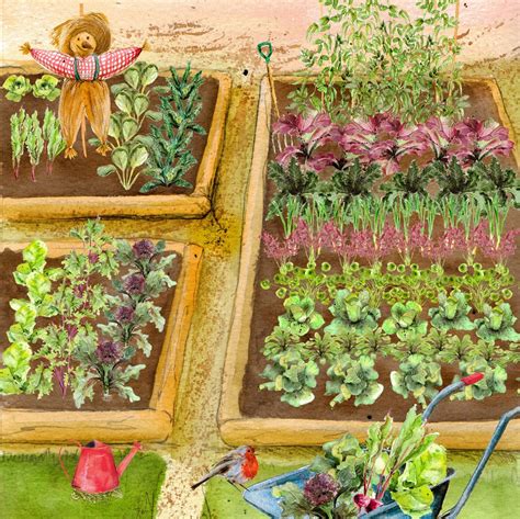 Winter vegetables for temperate regions. Large Vegetable Garden (Autumn Winter)