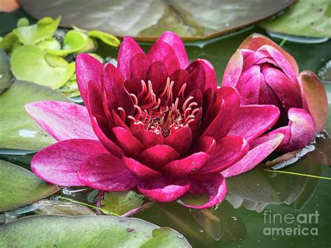 Red Water Lily In Full Flower Photograph By Frank Bach Fine Art America