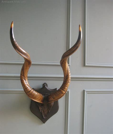 Antiques Atlas Mounted Horns
