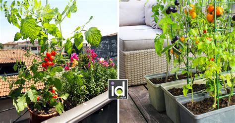 Ci sono sicuramente delle cose che un dio non è in grado di fare. Come disporre un orto sul balcone di casa! 12 idee per ...