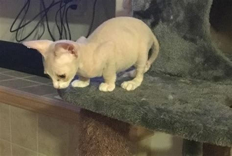 Fraudsters Shaving Kittens And Selling Them As Fake Sphynx Cats For