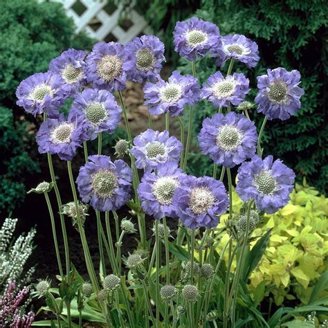 Scabiosa Caucasica Fama White Flower Farm