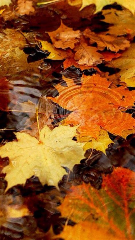 Fall rain | Fall pictures, Autumn scenes, Autumn leaves