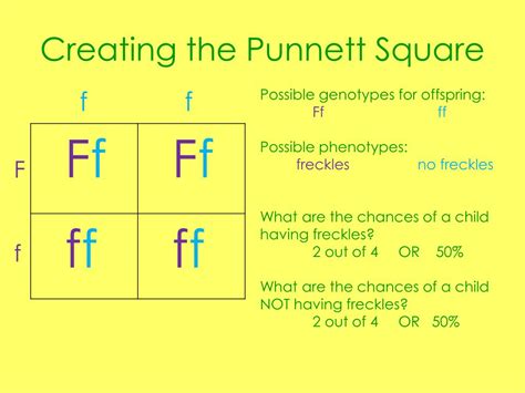 Examples Of Punnett Square Problems