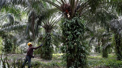 Mira management enterprise (mme) export the. Malaysia palm oil inventory dips as output falls more than ...